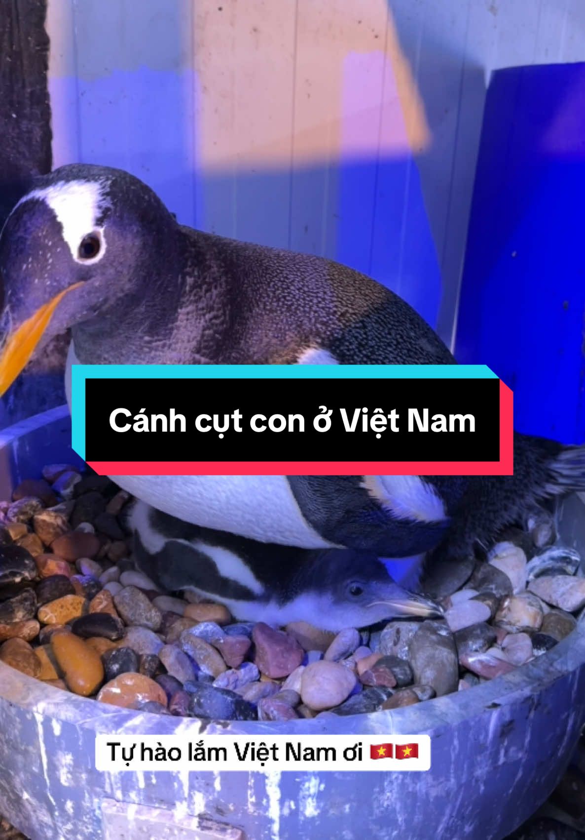 Chim cánh cụt con lần đầu tiên được sinh ra và lớn lên tại Việt Nam, và hơn hết là bé nó mang quốc tịch Việt Nam #chimcanhcut #Vcreator #VinWondersPhuQuoc #SafariPhuQuoc #GrandWorldPhuQuoc #WakeupFestival #ew1xbg8 