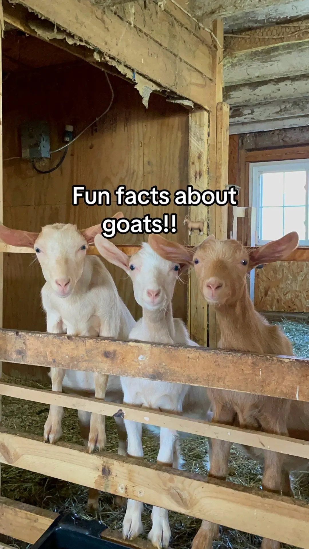 Some fun facts about goats to brighten your day 🤗🐐#goatsoftiktok #beekman1802 #hydratingskincare 