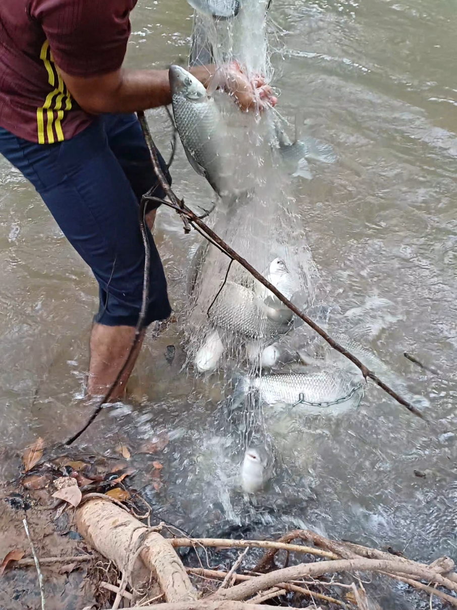 Essa tarrafeada foi ótima mais que pena que os peixes não são comsumido e apenas para conteúdo,rio é poluído ⛔️ #pescaria #fyp #viral_video 