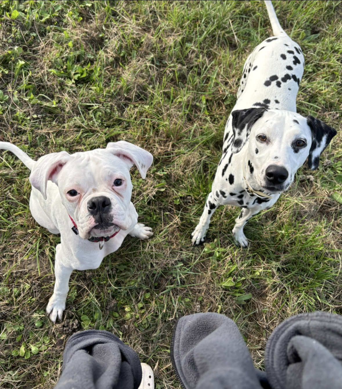 Laissez ce couple tranquille et allez balader vos boules de poils 🤡 #puppyblues 