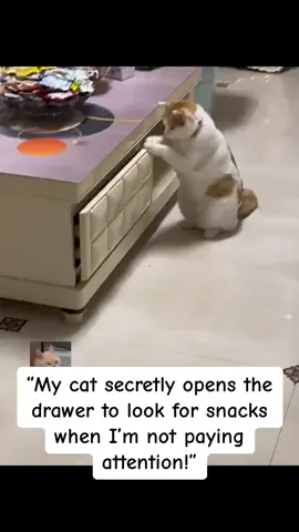 “My cat secretly opens the drawer to look for snacks when I’m not paying attention!”#cat #cats #catlover #petlovers #straycatsoftiktok #funnycats #funnycat #catoftiktok #petlover #dogsofttiktok #funnydogs #catlovers 