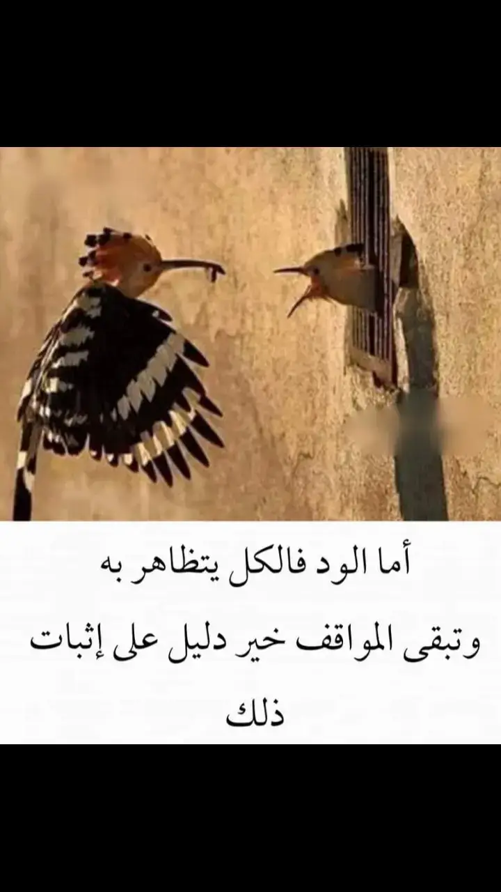 #🎵🎻🎻🎻🎵 #أفلاطون