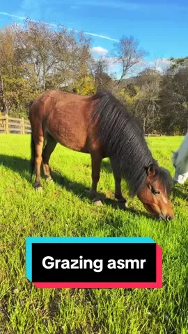 Attempted mini asmr🤣🐴 #animalasmr #grazing #minimares #minihorses #minihorsesoftiktok 
