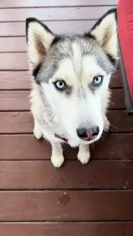 So happy Pluto loves his homemade treats!  #siberianhuskies #huskies #huskydog #huskylife #huskylove #huskytalking #cutehusky #huskysoftiktok #cutedogs #goodboy #dogasmr #dogtreat #dogtok #dogsofttiktok #fyp 