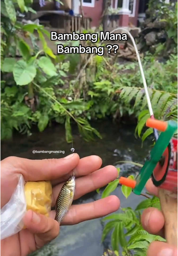 🎈 LIVE MANCING ; Micro Fishing Setiap Hari Jam 4 sore Seru Dan Mengasikan... #mancing #microfishing #bambangmancing #vidiomancing #orangmancing #fyp #curup #bengkulu #storymancing #katakatamancing 