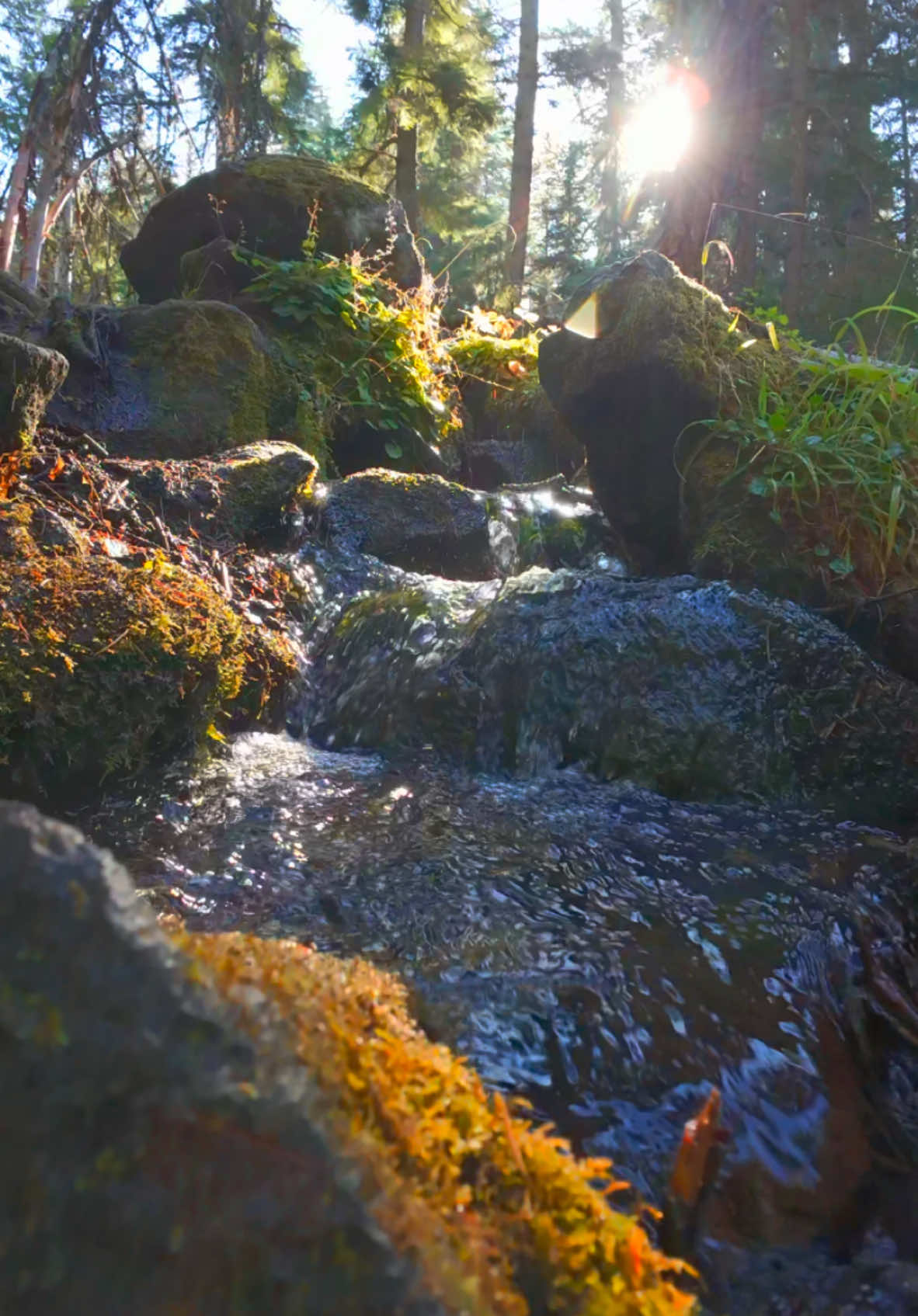 Admiring a small stream winding through the forest, as golden sun rays peek through the trees, creating a scene of pure tranquility 😌 #nature #Outdoors #cinematic #calm #creek