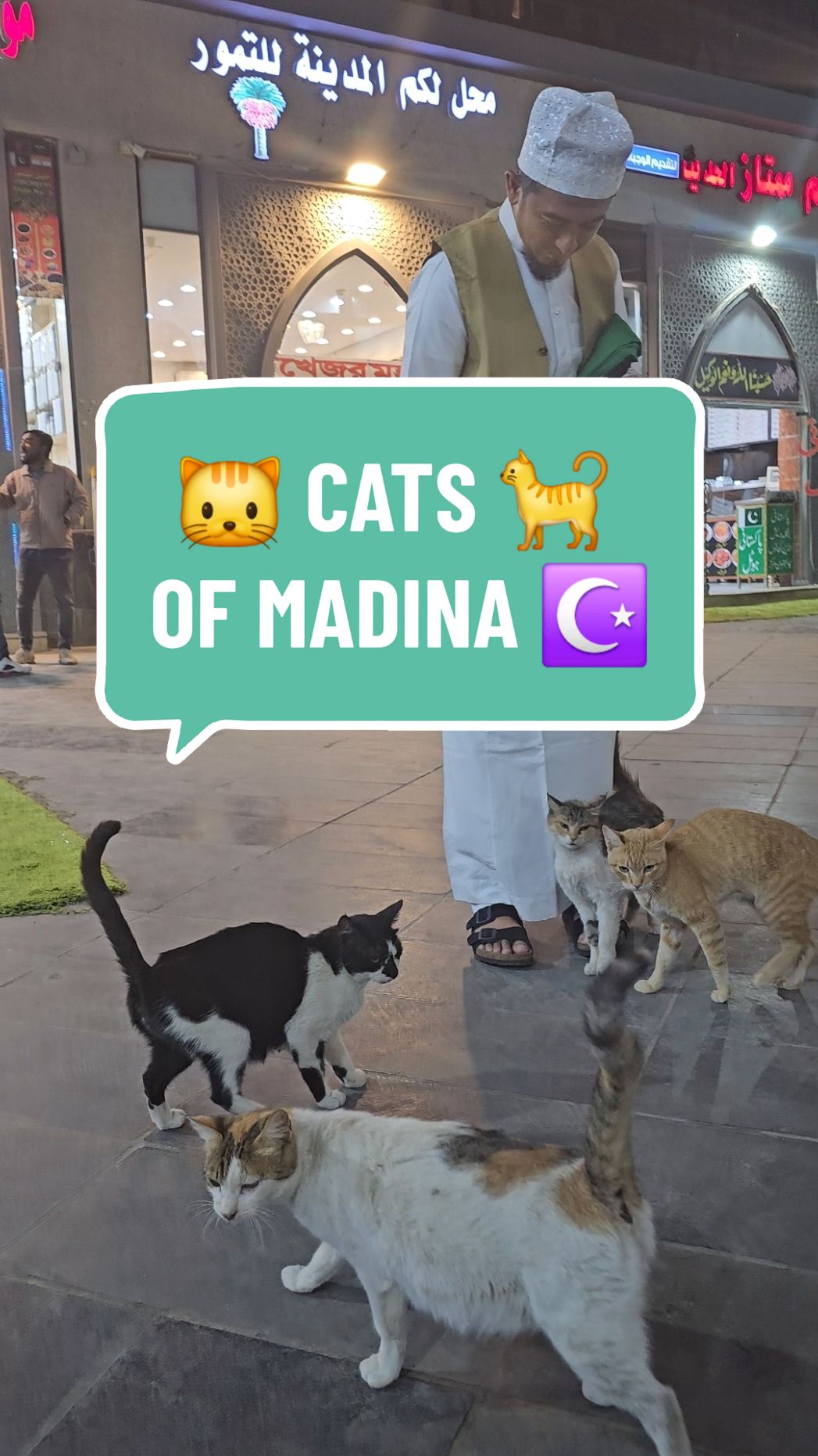 Cats of Madina 🐈 #madina #pure #deen #islamic_video #umrah #pets 