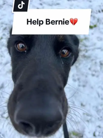 💔One look into Bernie’s loving eyes and your heart will melt. Help this sweet boy through the link in our bio.  #bcspca #adoptbcspca #britishcolumbiacanada #animalrescuer #rescue #animalrescue #dog #animals 