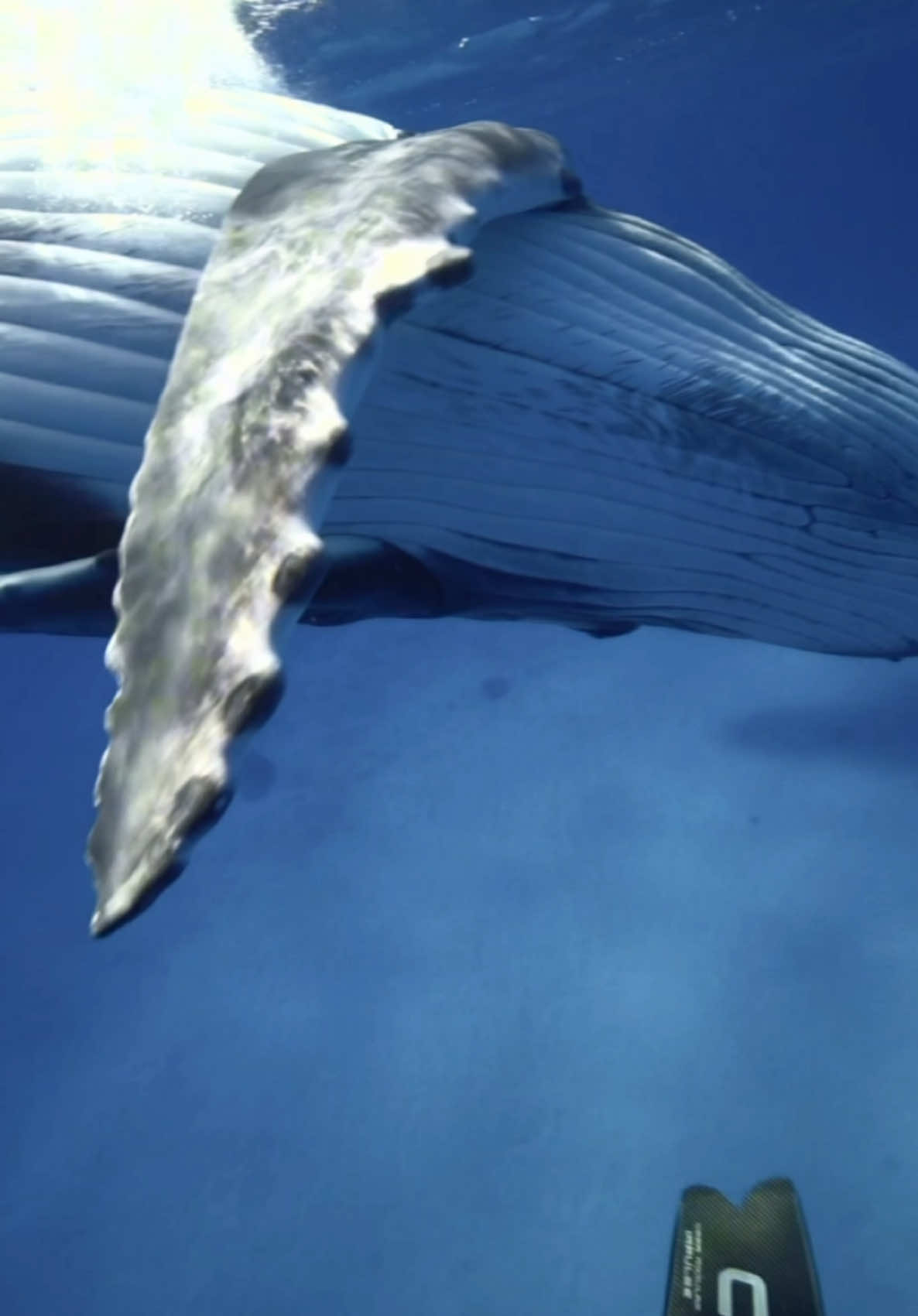 I get emotional thinking about this whale. An innocent baby whale who loved humans more than anything! She healed something in the hearts of everyone she came in contact with. I can’t even find the words to tell her story yet but for now all I know is, we don’t deserve whales. 🐋 follow @kaimana.expeditions on IG ✨ DM me your email address to be put on my humpback whale swims email thread.  #humpbackwhale #whales #swimwithwhales #southpacific #ocean #diving 