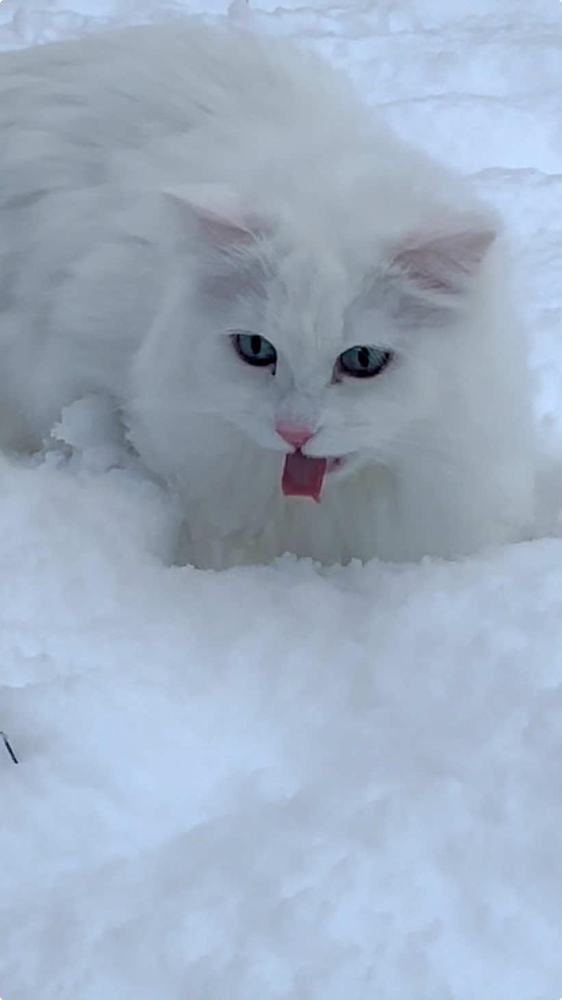 Cat snowday ❄️ Donut is a bit more enthusiastic than Pancake 🤣 #catsoftiktok #snow #snowday #catsnow #cute #christmas #meow #siberiancat #deafcat #fyp 