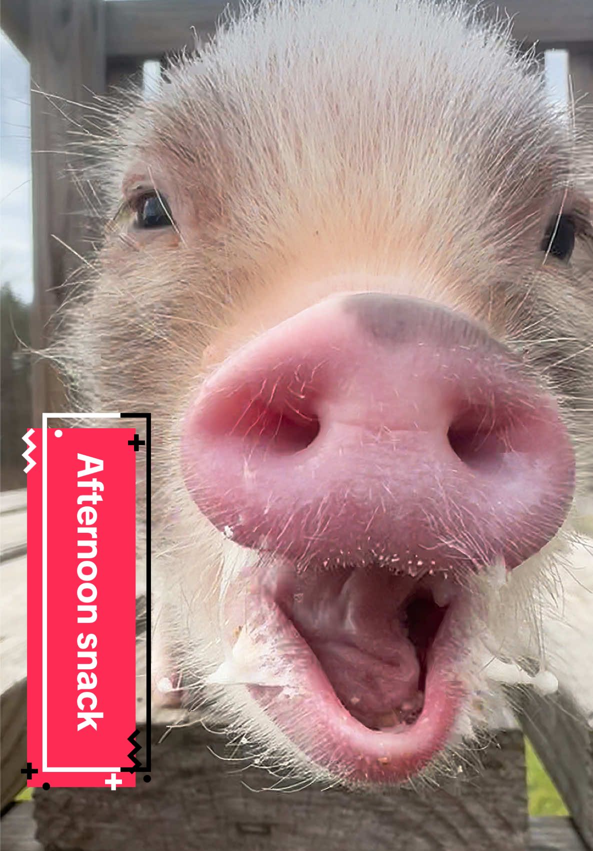 #asmr #asmrsounds #minipigsoftiktok #pigsoftiktok #pig #piggy #piglet #snack 