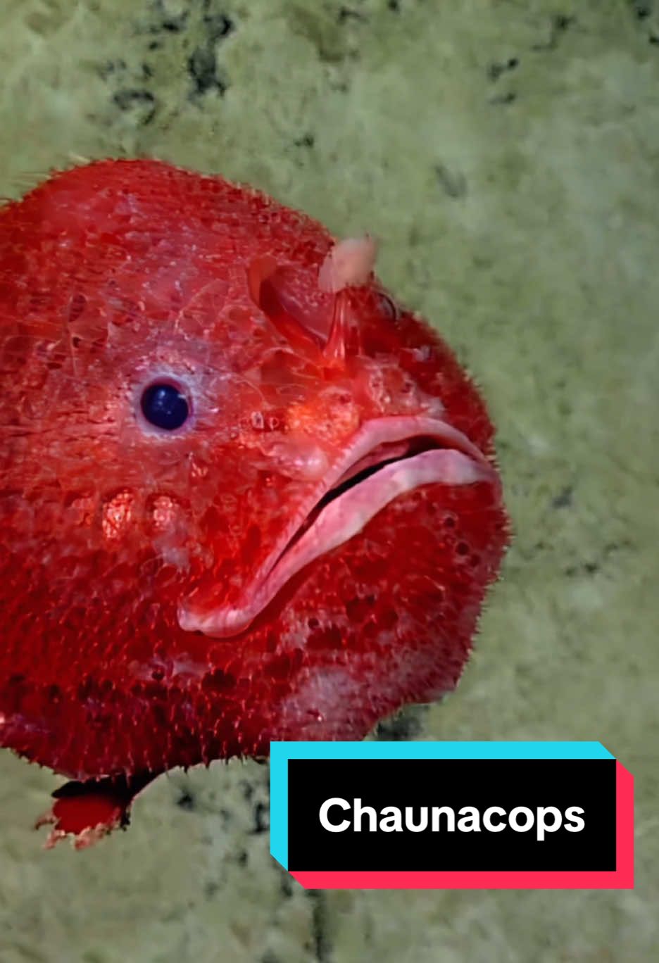 This might be our best #Chaunacops footage yet with clear views of this #anglerfish’s famous lure. Also called the #frogfish or #coffinfish, we often spot Chaunacops sp., but never with quite this much detail. #Nautiluslive 