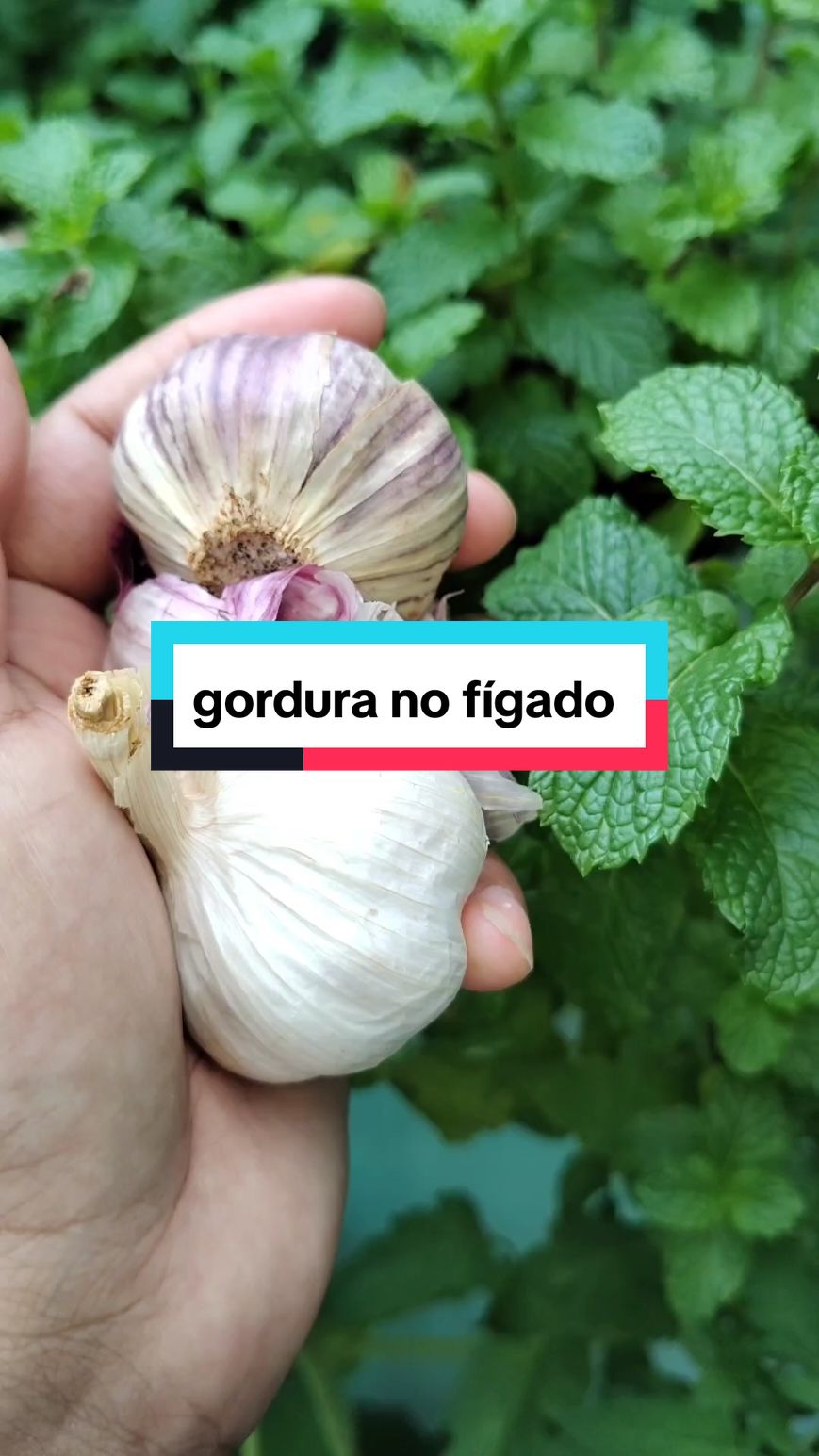 #plantamedicinal #gordura #figado 