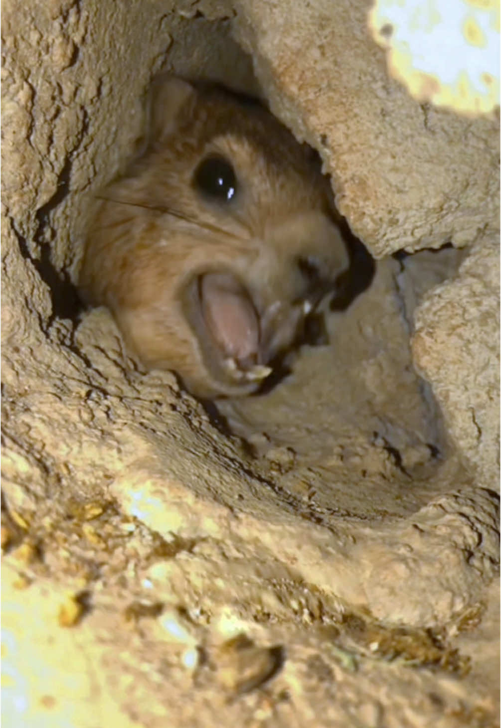 A longer unmarked version of the “WAWA” video #hyrax #wawa #mama #scream #capybara 