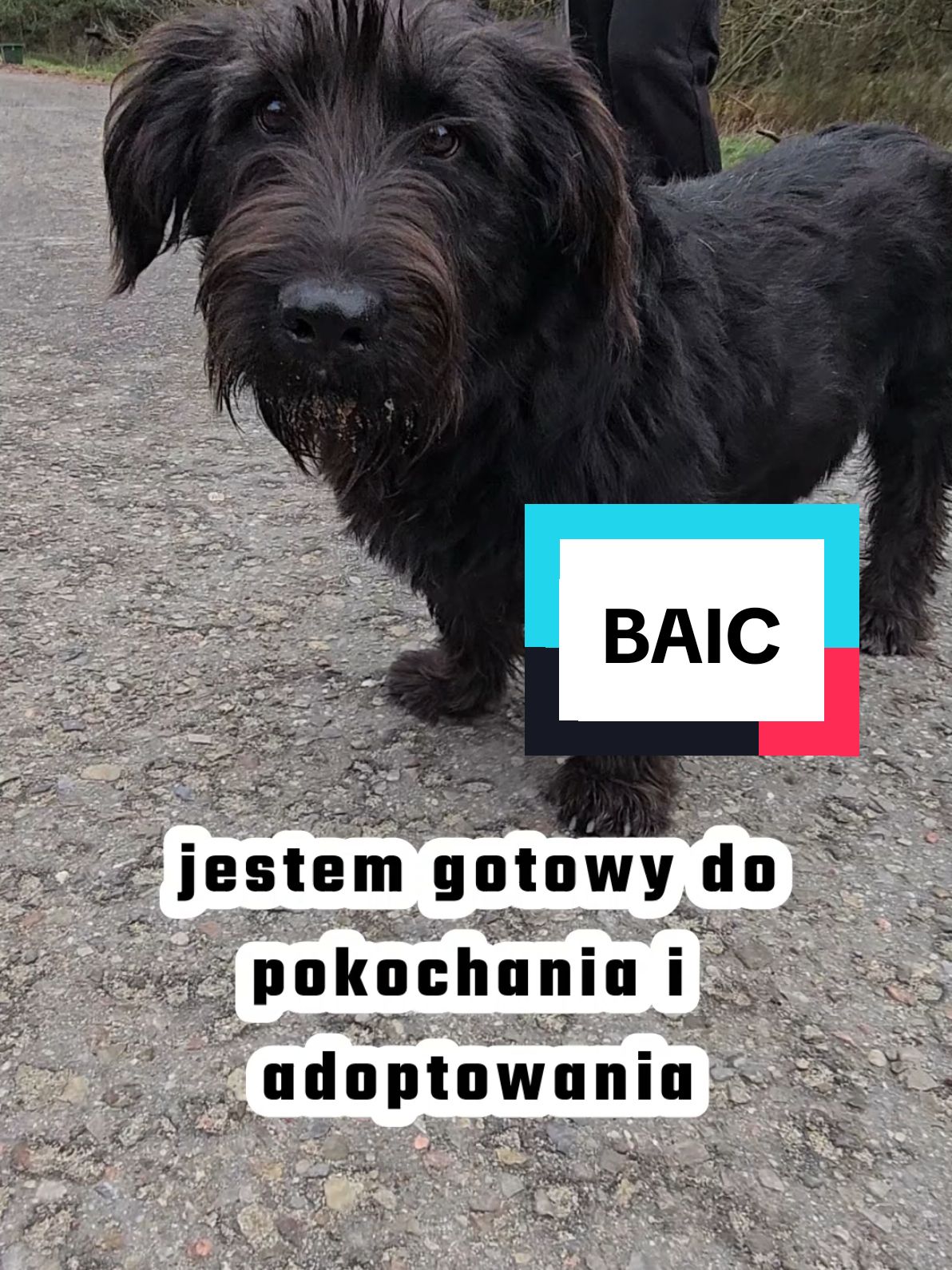 BAIC to młody psiak, który uwielbia człowieka. Będzie się tulić i rozdawać pieskowe buziaki. Potrafi spacerować na smyczy, to idealny kandydat na pieska rodzinnego. #dlaciebie #dc #foru #fyp #foryoupage❤️❤️ #dogsoftiktok #dogtok #dog #adoptme #pies #everyone #friends 