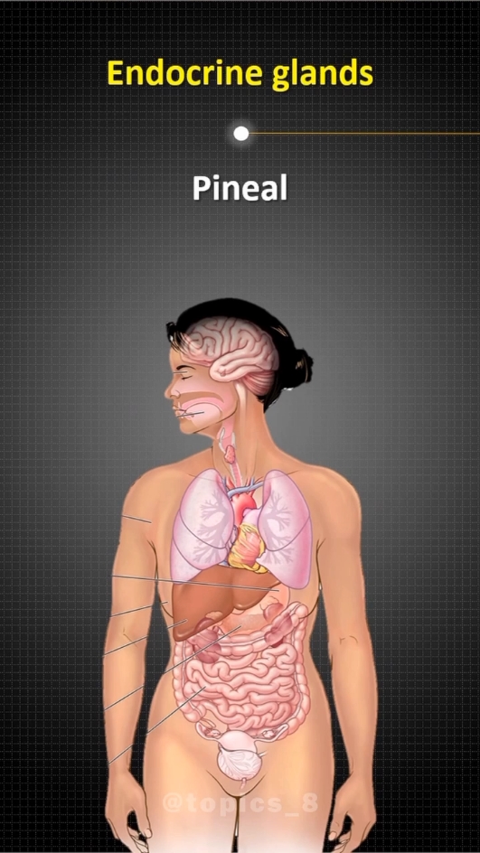 All about Endocrine glands..#foruyou #everyone #doctor #pakistan 