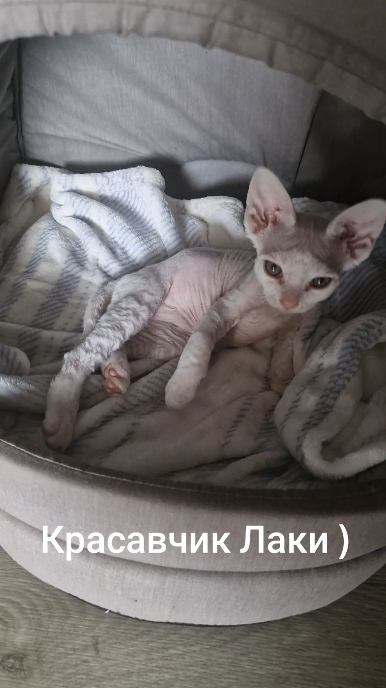 #кіт #красавчиклаки #девонрекс #котиграет 