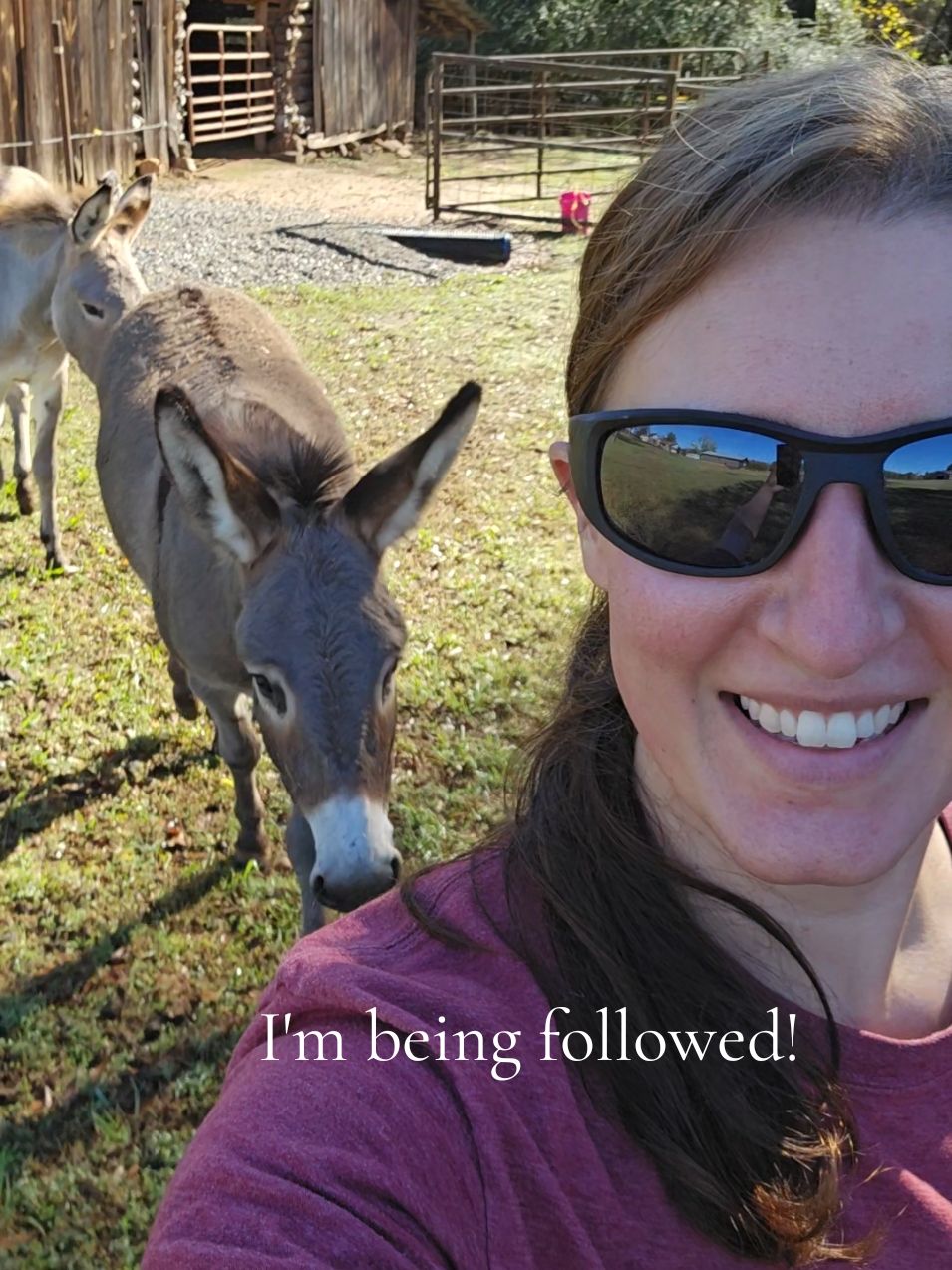 Donkeys are following me everywhere today 😁❤️🫏❤️ I think they love me 😁 #donkey #donkeysoftiktok #animals #cute #Love