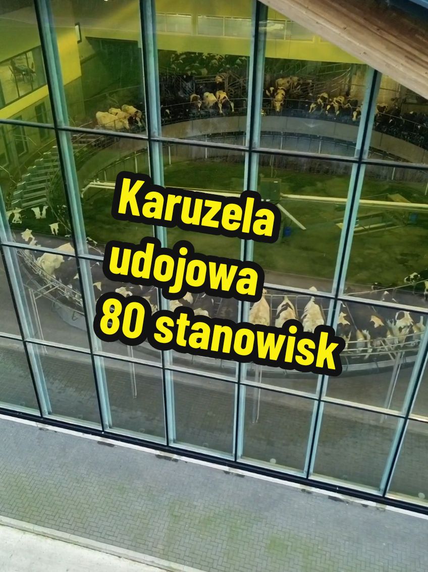 🤌🤌🔥🔥🤩🤩 Podczas GEA DEALER DAYS 2024  odwiedziliśmy min przepiękną farmę w Vredepeel - Holandia (ok 2300 krów) gdzie były dojone na karuzeli 🎡 udojowej  T8900  na 80 stanowisk 🤯💪 od GEA Farm Technologies 🥇🥇 Serdecznie dziękujemy gospodarzom tego gospodarstwa za tak miłe przyjęcie nas,  oprowadzenie oraz   podzielenie się szeroką wiedzą 🧑‍🏫 🐄🐮🐄 @Dronem przez lodzkie 📽️📽️📽️📽️🔥 #agromilk #pleckadabrowa #gea #westfalia #geawestfalia #geadealerDay #GEADEALERDAYS2024 #TEAMGEA #nowaobora #oborawolnostanowiskowa #halaudojowa #robotudojowy #robotudojowyGEA #r9500 #robotudojowyr9500 #karuzelaudojowa #nextgeneration #dairynet #rolnictwo #wspolpraca #agriculture #krowa #mleko #higienadoju #serwis 