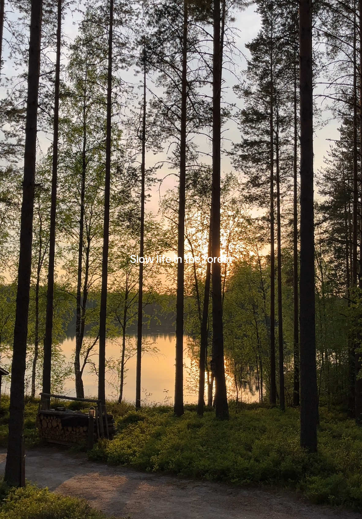 We were meant to live a slow life in the forest… imagine waking up to healing nature therapy everyday 🧘🏽‍♀️🤍 #naturetherapy #naturetiktok #gentlereminder #slowlife #foresttherapy #forestlife 