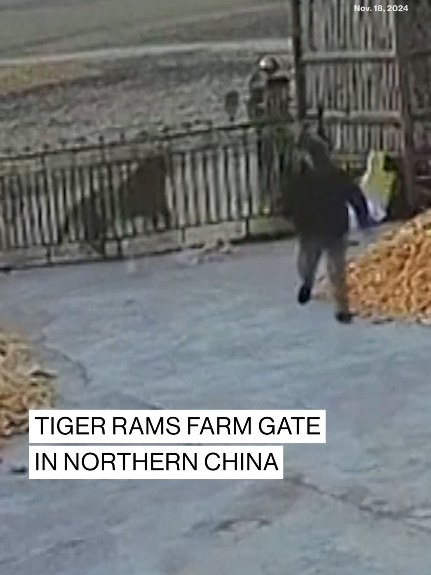 TIGER RAMS FENCESurveillance video shows the moment a wild Siberian tiger rammed into a large iron gate, sending a farmer running for his life in northern China. Authorities warned locals to be on alert after the incident, with video of the farmer's narrow escape going viral on social media. #news #abcnews #tiger #china