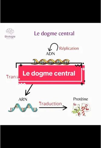 #svt #biologie #tiktokacademie #lycee #pass #las #pourtoi #college #adn 