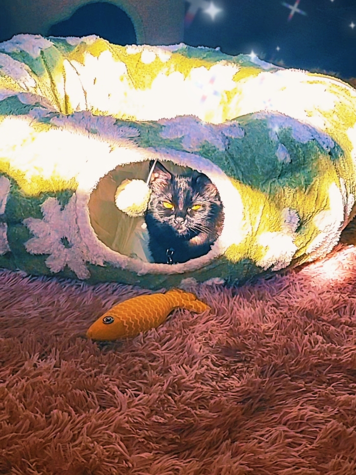 My Naru in his favorite donut tunnel🌿⚪#catsoftiktok #cute 