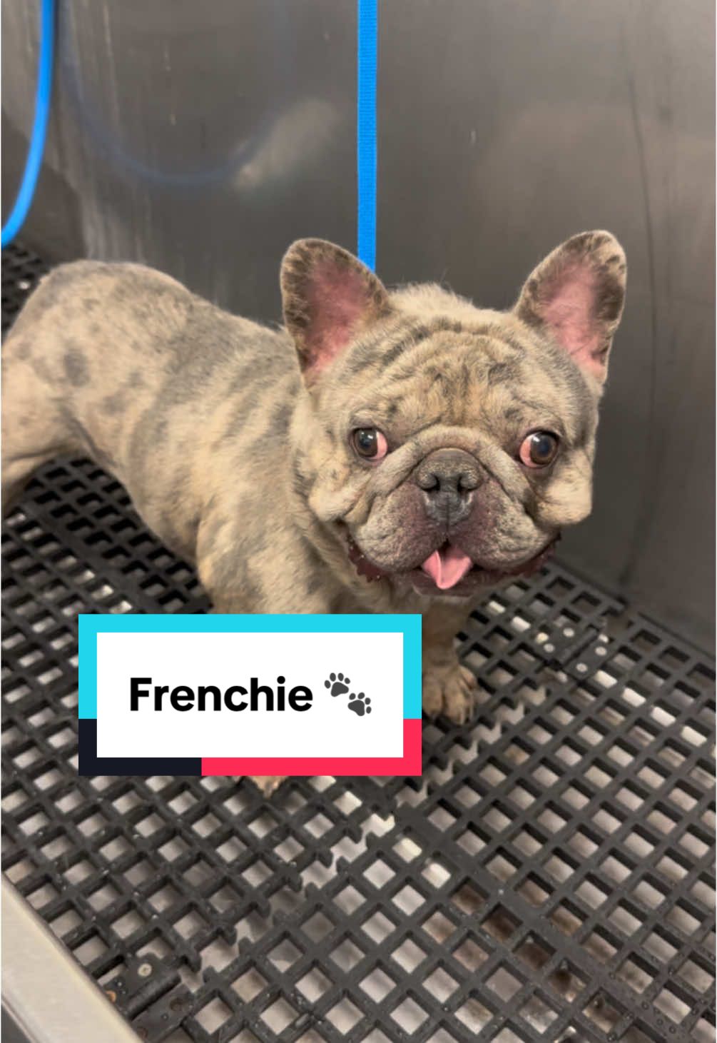 Gucci the Frenchie 🐾🐶 #frenchbulldog #frenchiesoftiktok #frenchie #frenchies #doggrooming #dogbath #tutorial 