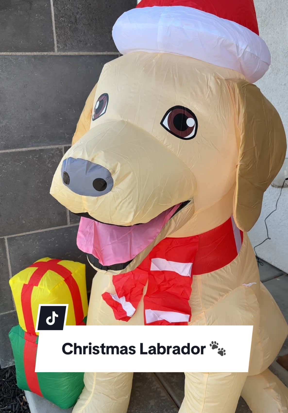 How cute is this Christmas labrador?! 🐾 ♥️🎄 #christmasdecorating #christmasinflatables #christmasfrontporch #labradorretriever #tiktokshopblackfriday #tiktokshopcybermonday 