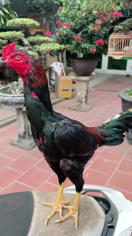 Ae bên vi vảy cho e hỏi em gà này có vảy gì vậy ạ#?gachoivietnam❤️❤️❤️ #?gachoivietnam🐓🐓🐓 #gadonvietnam #?gachoii❤️❤️ 