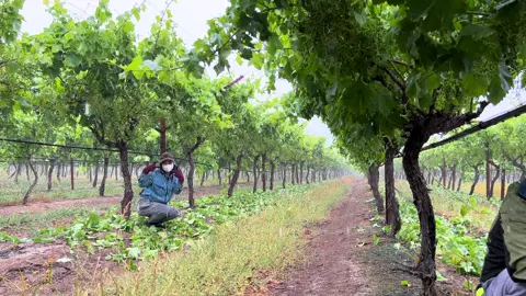 Bán mình cho tư bản... #visa462 #workingholiday #australia #grape 