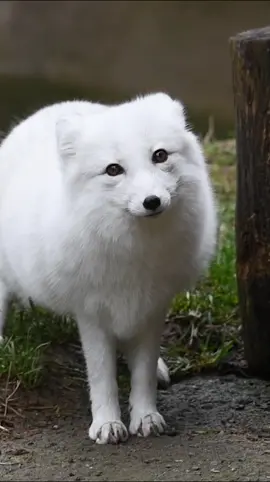 So floofy! Arctic foxes Sven and Freya are growing in their winter coats.  To camouflage in the treeless tundra in the wild, Arctic foxes are brown in summer and turn white in winter to blend in with the snow. ❄️ 