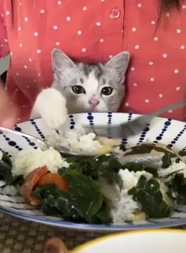 Hungry kitty #cat #fyp #kitten #catlover 