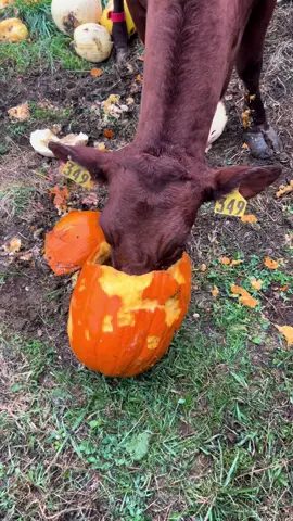 Our cows LOVE the week after halloween. That’s when our extra pumpkins make it back to the pasture. They don’t even wait for them to be unloaded from the wagon. Based on the video, which ones do you think are their favorites? #pumpkins #farmlife #cows #dairycows #recycle #Sustainability #squash 