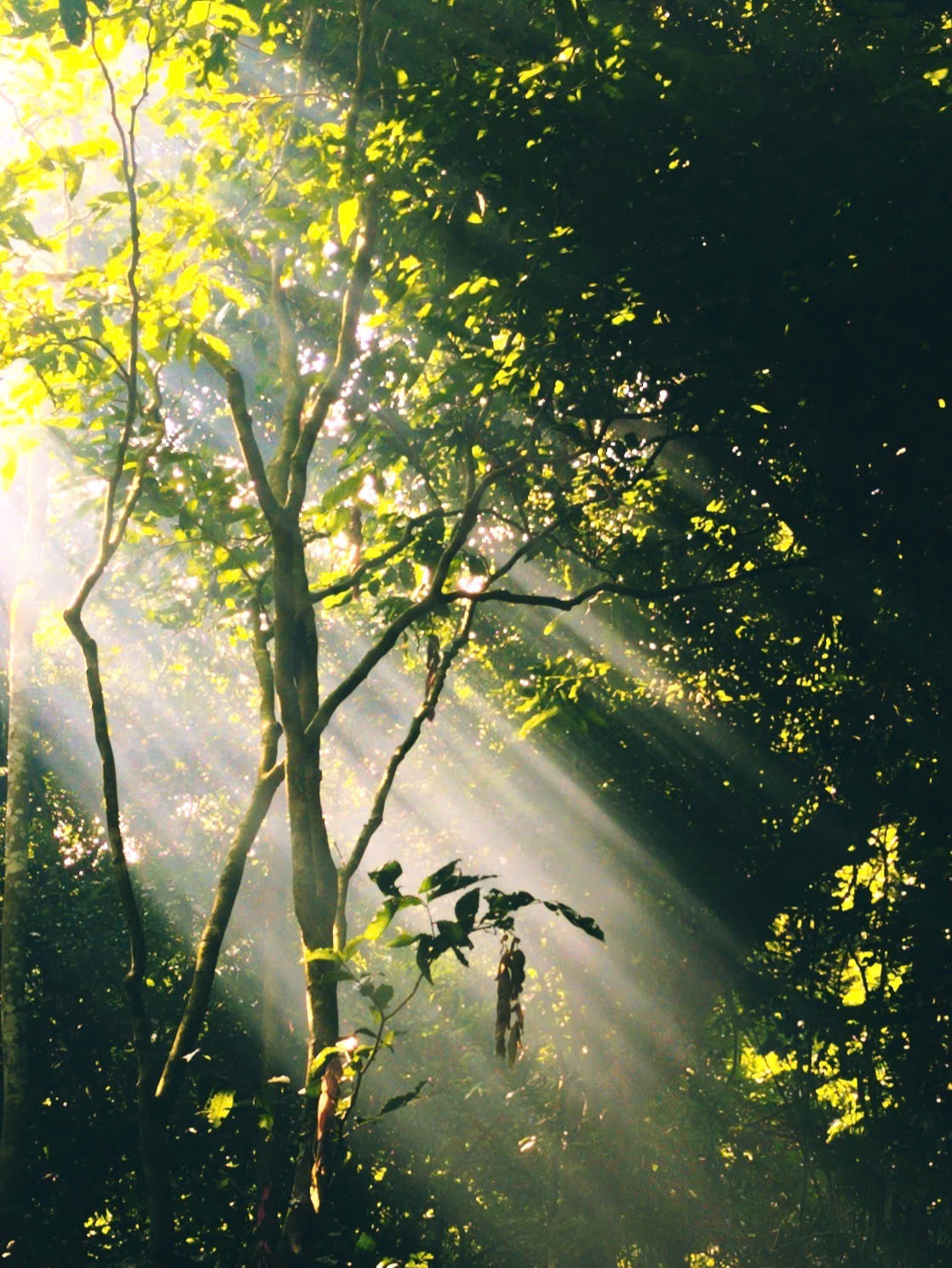 Thiên nhiên thật sự rất xinh đẹp và diệu kỳ. #tramzungtam #cucphuong #cucphuongnationalpark #thiennhien #tiktokviral #fyp #healing #healing_through_nature