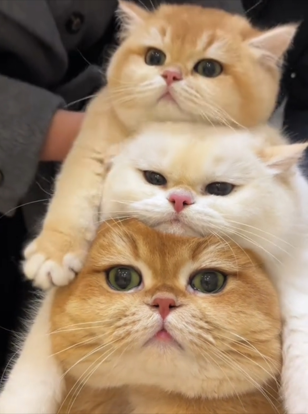 Awwww, you guys are so cute 🥰🥰 #cat #cats #pet #pets #meow #kitten #kitty #kittycat #kucing #kucinggemoy #kucingoren #kucinglucu #kucingtiktok #catsoftiktok #PetsOfTikTok #catlover #petlover #cattok #fyp #fypage #fyppppppppppppppppppppppp #viral #foryou #foryoupage #tiktok #cute #cutecat #adorable #comel #lucu #Love #lovely #funny #babycat #anakkucing 