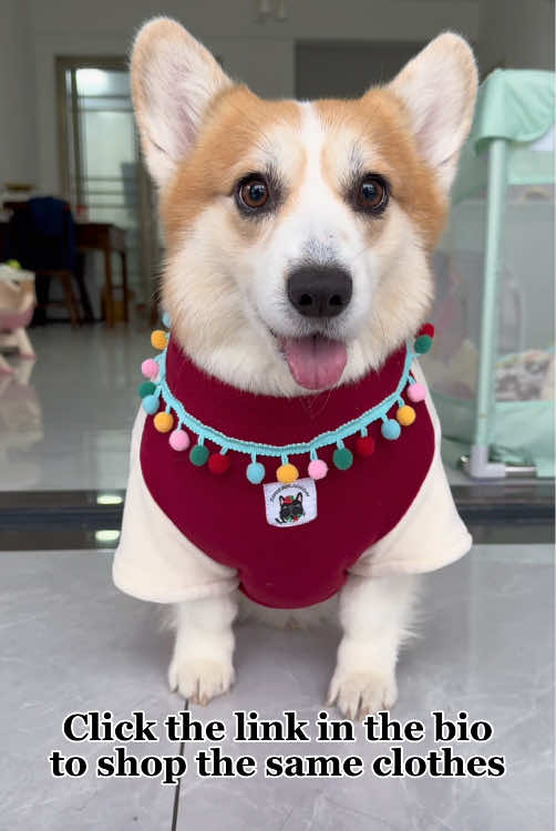 🛍️ Dress Your Corgi in Style! 🐾✨ Click the link in bio to shop our cutest corgi outfits now! 🐶👕 #corgifashion #petclothing #corgilovers #shopnow #petstyle #tiktokshopping 