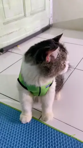 Bayar parkir woeyyy😼 #cat #catsoftiktok #cats #catlover #kucing #kucinglucu #kucingtiktok #fy #fypage #fyppppppppppppppppppppppp #fypシ゚ #fypp #viralvideo #viraltiktok #viral_video #viralvideos #f #xyzbca #trend #trendingvideo #masukberanda #pet #pets 