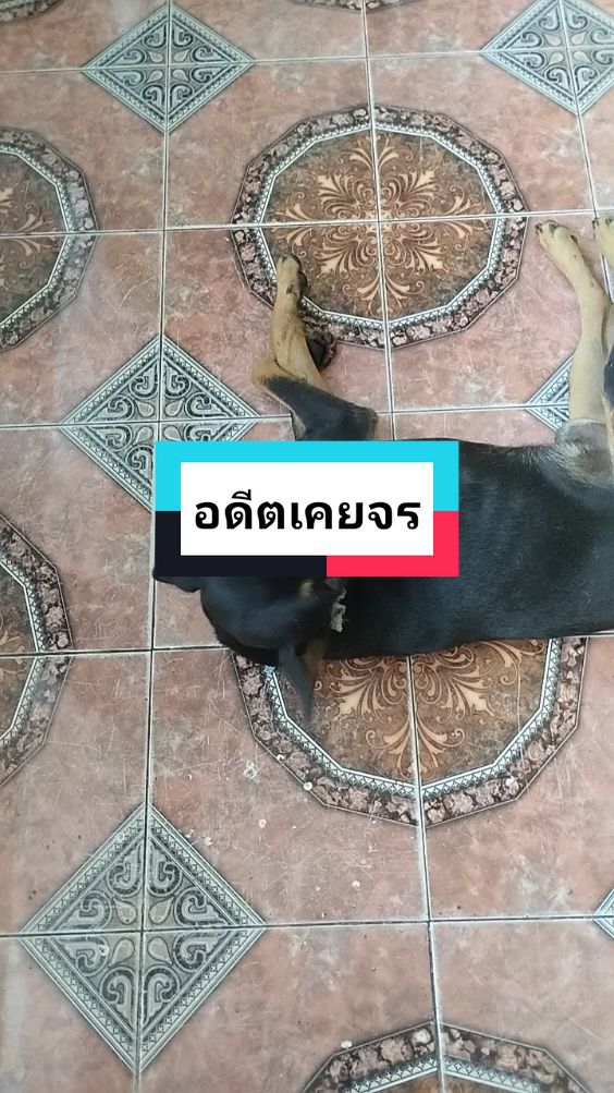 #LearnOnTikTok หาแต่แนวแรดนอกบ้านกันทั้งพี่ทั้งน้อง🙄#บ้านหมาน้อยรับฝากเลี้ยงวันละ100 #tik_tok #TikTokUni #จําหน่ายบราแวคโต้ของแท้เจ้าแรก #baanmanoy 