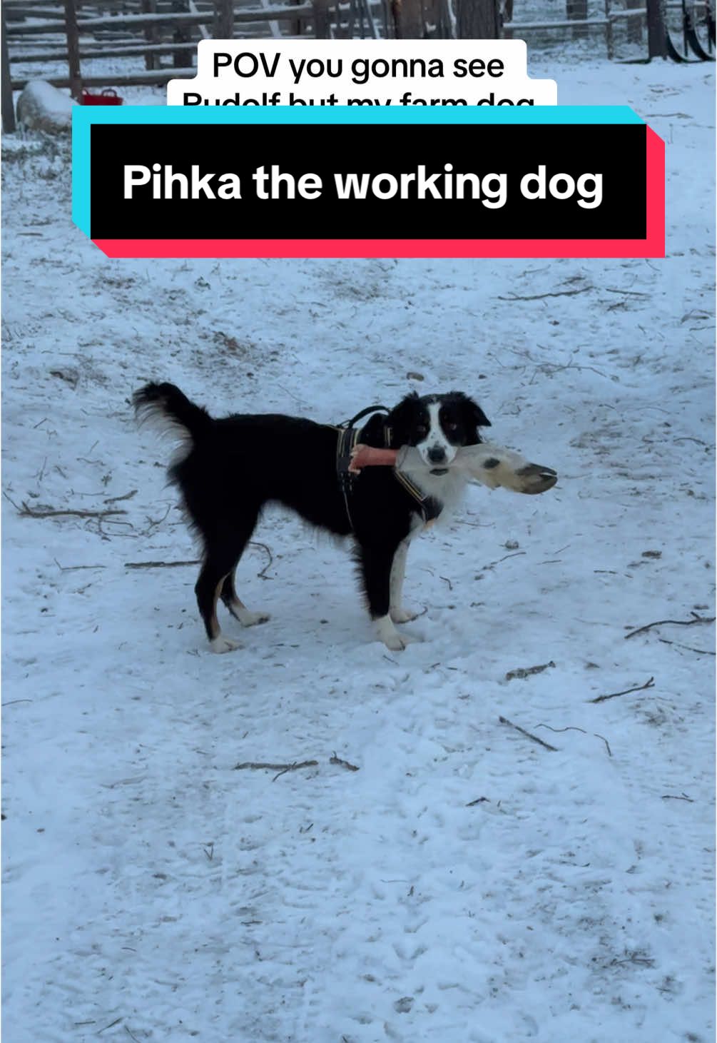 Not all the reindeer gets to fly😌 some ends up as a steak🙈  #reindeer #levilapland #visitlapland #foryo #foryoupagе #rudolf #dogsoftiktok #pihkadog 