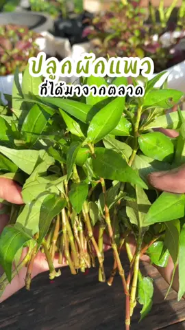 ปลูกผักแพว ที่ได้มาจากตลาด👩🏻‍🌾 #เกษตร #เกษตรน่ารู้ #ผักแพว #ขยายพันธุ์ #ผักพื้นบ้าน #รู้ทันเกษตร