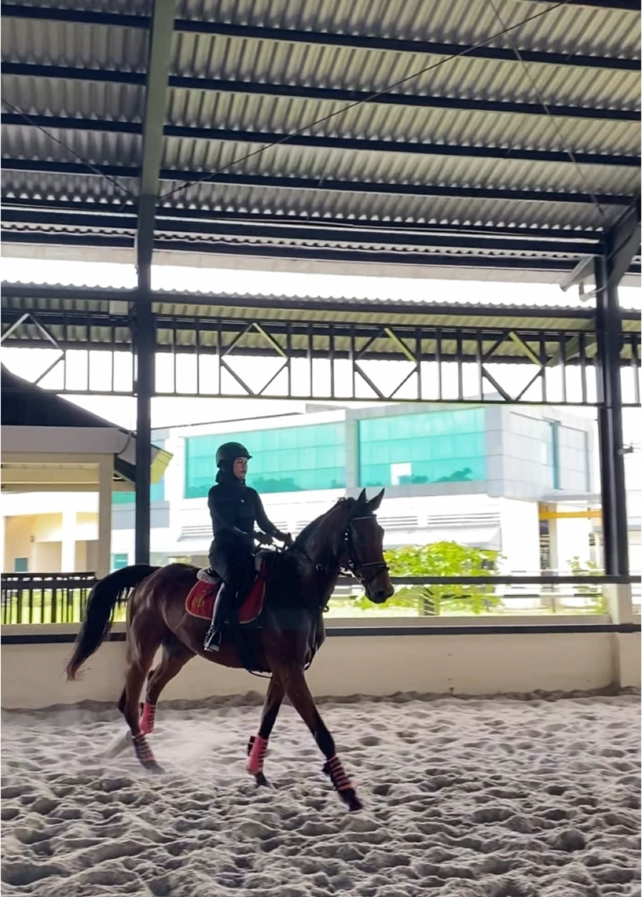 Udah beberapa kali sama Lucas tapi takutnya masih ada bgt 🥲 #equestrian #horseriding #berkuda 