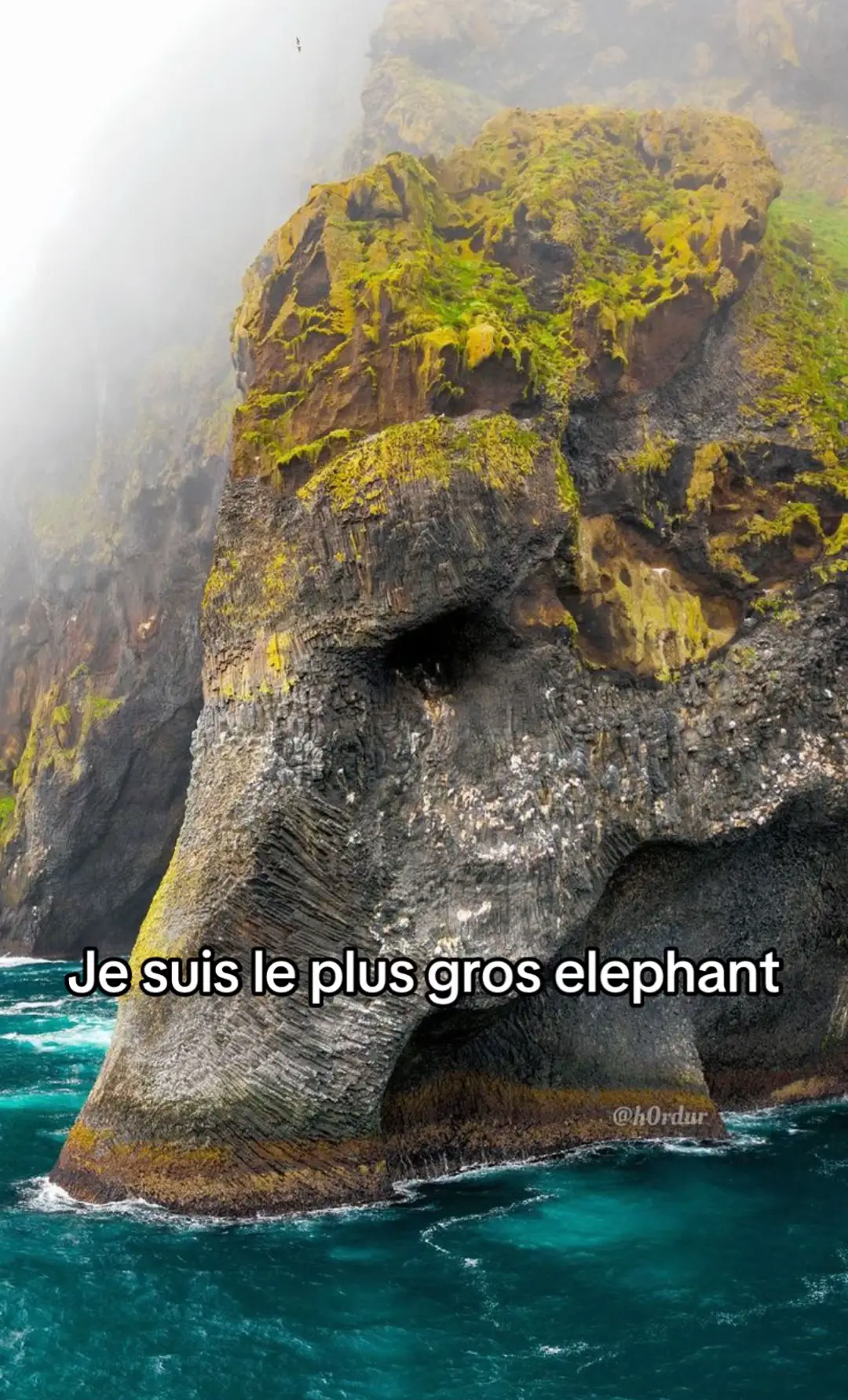 #elephant #zunesha #kodiak #fyp #pourtoi #? #creepy #mystere 