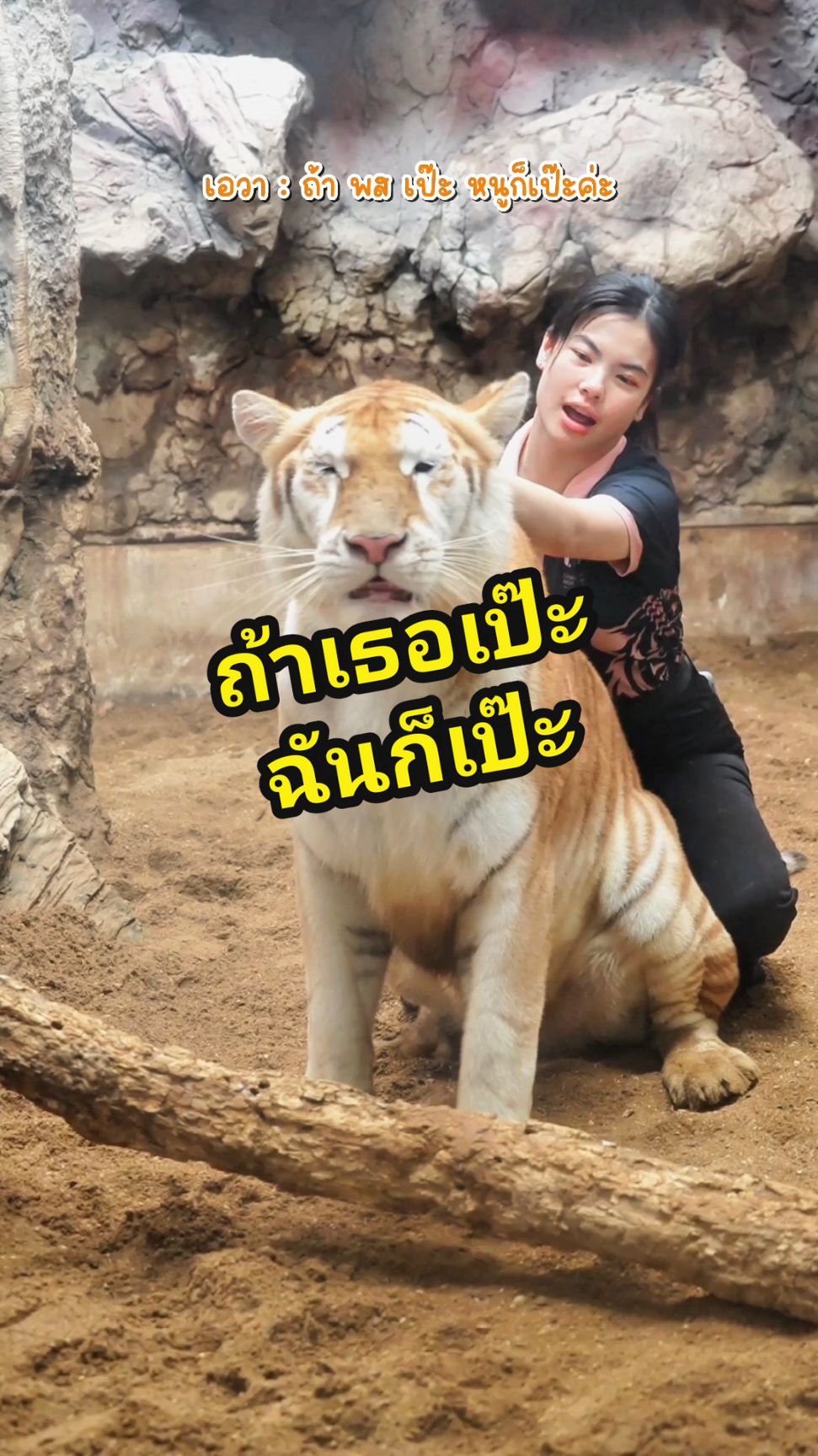 เอวาคุณหนูติดแกลม 🐯 #เชียงใหม่ไนท์ซาฟารี #เสือโคร่งสีทอง #น้องเอวา #เดินชมสัตว์ #นั่งรถชมสัตว์ #สัตว์โลกน่ารัก #สวนสัตว์tiktok #เชียงใหม่หวานเจี๊ยบ #ทริปนี้ที่รอคอย #ปลายฝนต้นหนาว #หนาวนี้ที่เชียงใหม่ 