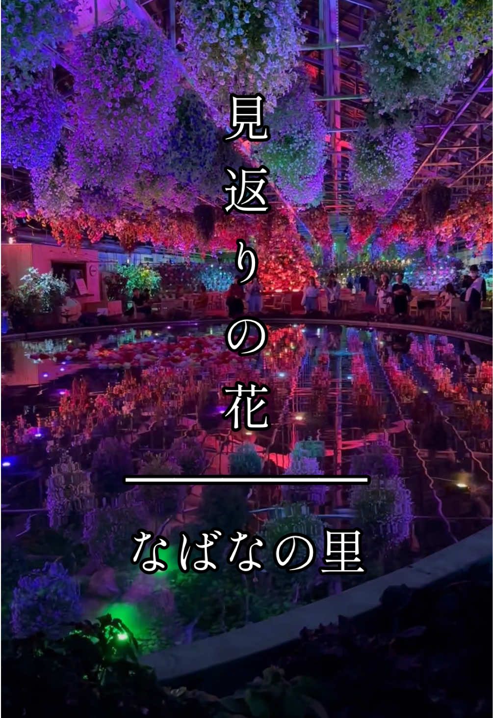 見返りの花 【なばなの里】 2024版のイルミネーションも今追加されている 2024.10月19日～2025年 6月1日. 【12/1～1/6】期間は、点灯時間後より、 ベゴニアガーデン内で、特別な音と光の演出を開催 📍 〒511-1144 三重県桑名市長島町駒江 漆畑270 #なばなの里 #イルミネーション #三重県 #三重旅行 