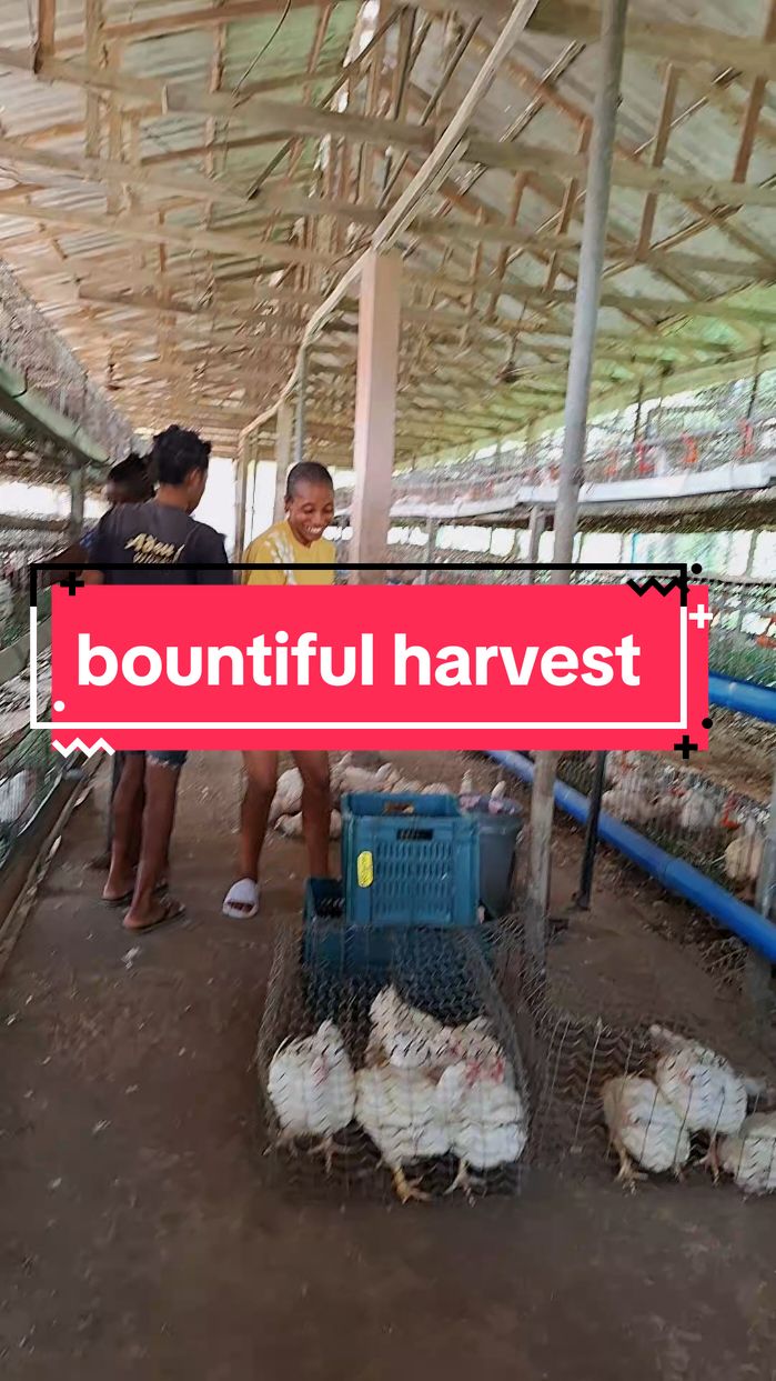 Every bit of care, patience, and hard work has paid off, and seeing them healthy and ready for harvest is a reminder that dedication truly pays off. From day one to harvest day, it's all about the process. Here’s to a successful harvest and many more! 🐔💪 #poultryfarming #farmlife #bountifulharvest #hardwork 