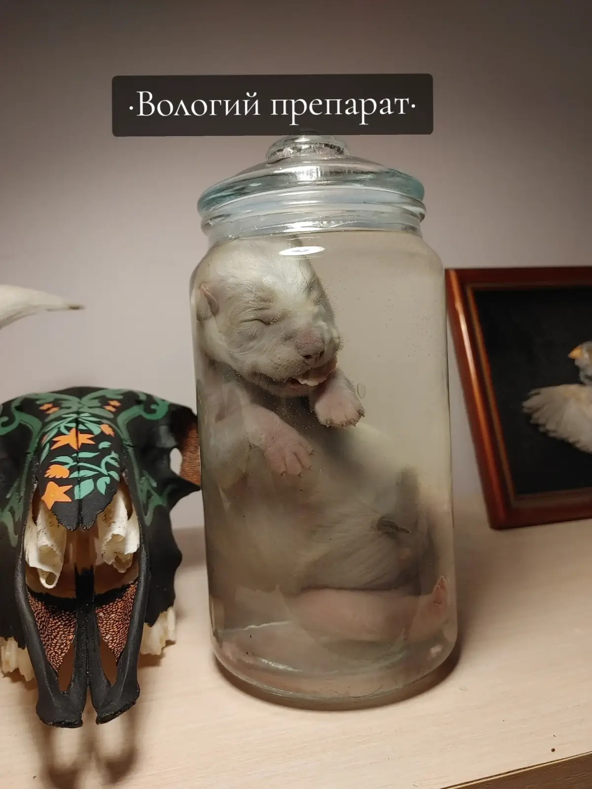 #остеологія #таксідермія #прикрасиручноїроботи #taxidermy #osteology #украина #рекомендации #кривийріг #остеологія #в_наявності #ручнароботаукраїна 