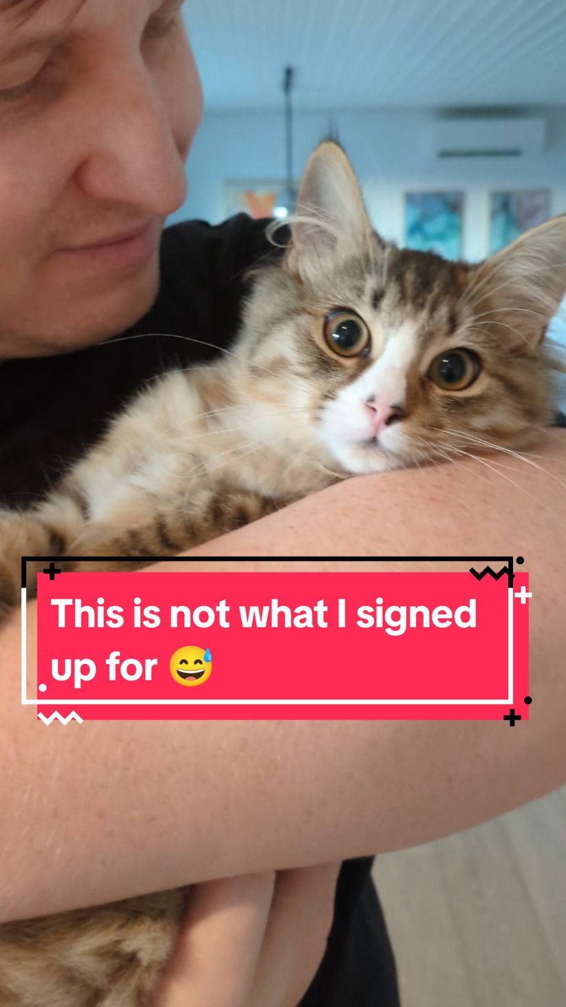 This is not what I signed up for 😅 #kittensoftiktok #catmeme #funnycat #catsoftiktok #catpage 