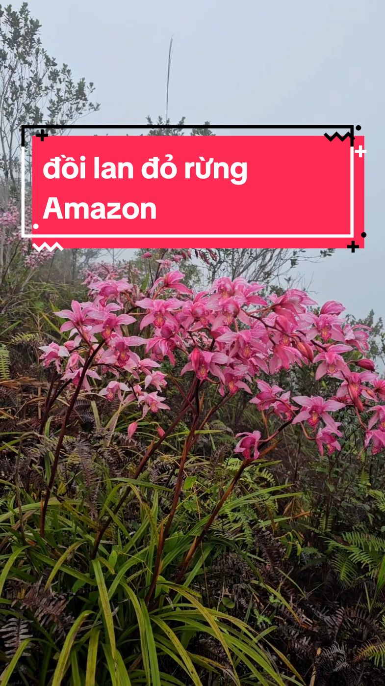 đồi hoa lan đỏ trong khu rừng Amazon tuyệt đẹp #hoàngnhạn #orchid #hoalan #hoangnhant8 #phonglan #địalankiếmhồng 