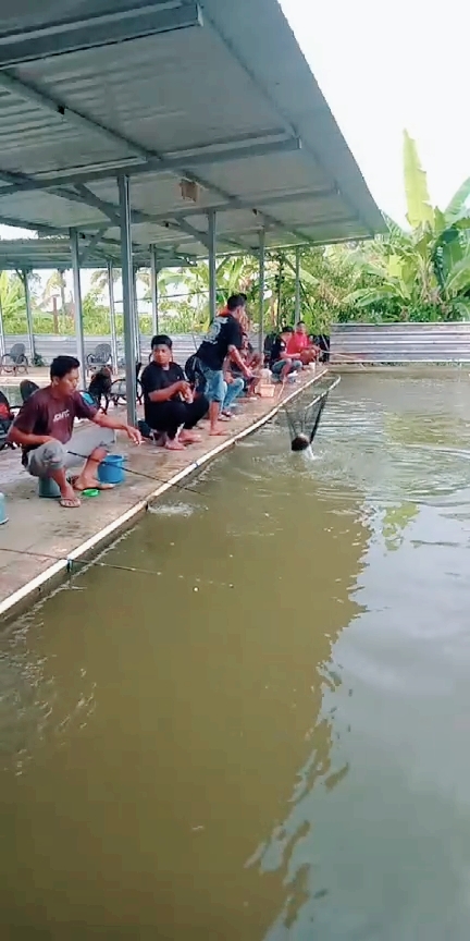 tahu , godong ,,, #fyp #fypchallenge #LIVEhighlights #TikTokLIVE #LIVE #galamaster #masteranbawalbandungan #joranbesutan